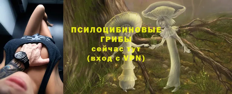 Псилоцибиновые грибы Magic Shrooms  Буйнакск 